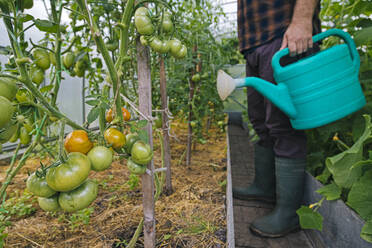 Landwirt hält Gießkanne an Tomatenpflanzen - KNTF05166