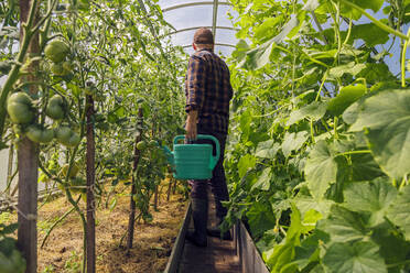 Farmer holding watering can at tomato plants in greenhouse - KNTF05167