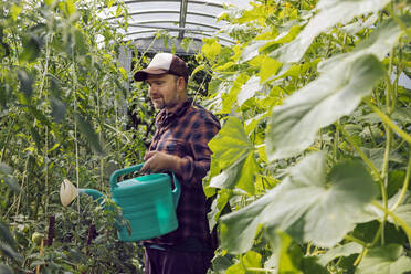Farmer watering tomato plants in greenhouse - KNTF05170