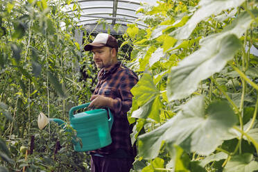 Landwirt bewässert Tomatenpflanzen im Gewächshaus - KNTF05170