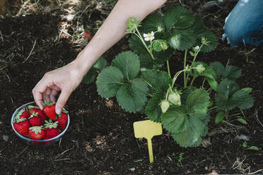 Nahaufnahme einer Frau, die mit der Hand Erdbeeren von Pflanzen im Gemeinschaftsgarten pflückt - SKCF00672
