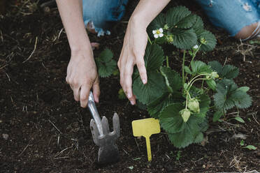 Close-up of woman hands digging in dirt at garden - SKCF00675