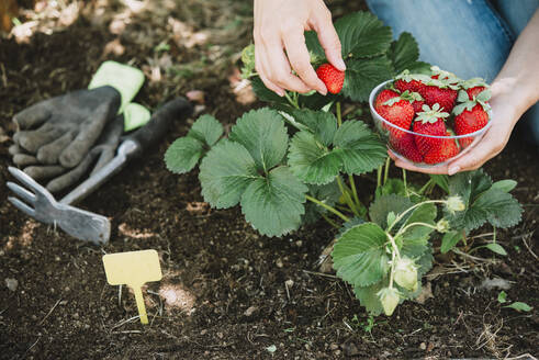 Nahaufnahme einer erwachsenen Frau, die Erdbeeren im Garten pflückt - SKCF00676