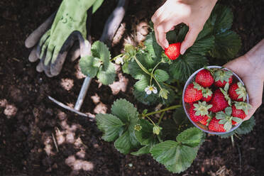 Nahaufnahme einer Frau, die Erdbeeren von einer Pflanze im Garten pflückt - SKCF00677