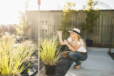 Mid adult woman wearing hat examining plants at greenhouse on sunny day - MRRF00224