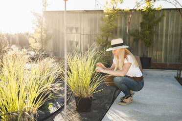 Weiblicher Besitzer mit Hut, der an einem sonnigen Tag Pflanzen im Gewächshaus untersucht - MRRF00225