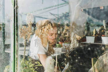 Lächelnde Frau mit blondem Haar, die Pflanzen im Gewächshaus untersucht, gesehen durch ein Fenster - MRRF00228