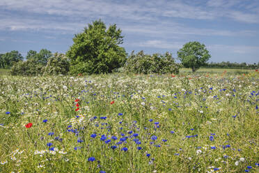 Blühende Wildblumen auf einer Frühlingswiese - KEBF01576