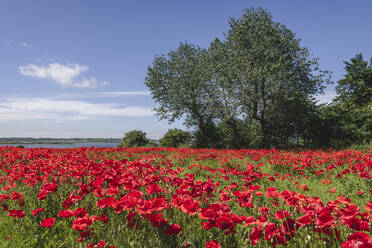 Bed of blooming poppies - KEBF01601