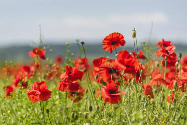 Poppies blooming in spring - KEBF01602