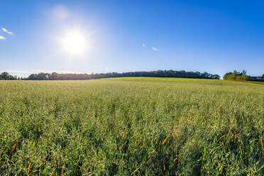 Die Sonne scheint auf ein grünes Haferfeld (Avena sativa) im Sommer - SMAF01947