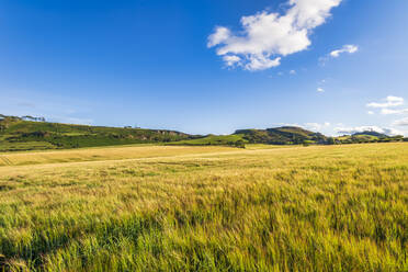 Yellow barley (Hordeum vulgare) field in summer - SMAF01950