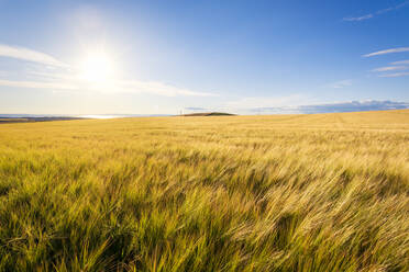 Sun shining over yellow barley (Hordeum vulgare) field in summer - SMAF01953