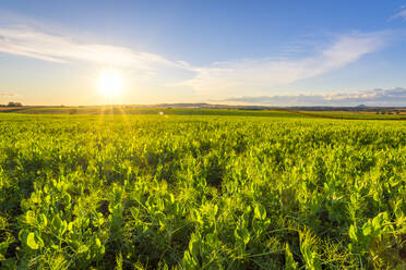 Grünes Erbsenfeld (Pisum sativum) im Sommer bei Sonnenuntergang - SMAF01954
