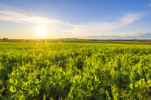 Grünes Erbsenfeld (Pisum sativum) im Sommer bei Sonnenuntergang - SMAF01954