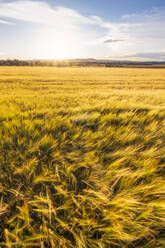 Feld mit gelber Gerste (Hordeum vulgare) bei Sonnenuntergang - SMAF01955