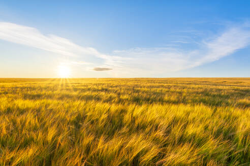 Feld mit gelber Gerste (Hordeum vulgare) bei Sonnenuntergang - SMAF01956