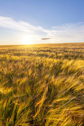 Feld mit gelber Gerste (Hordeum vulgare) bei Sonnenuntergang - SMAF01957