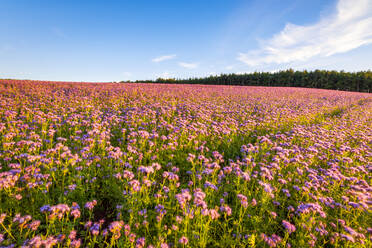 Pink phacelia (Phacelia tanacetifolia) field in summer - SMAF01958