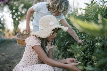 Siblings picking tomatoes in basket at farm - GRCF00316