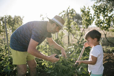 Grandfather and grandson picking eggplants in field - GRCF00323