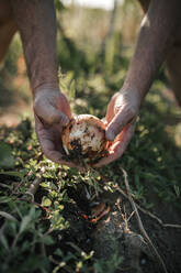 Close-up of onion in hands of farmer - GRCF00327