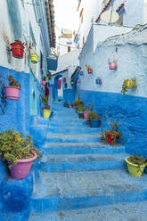 Bunte Topfpflanzen auf blauer Wand und Stufen, Chefchaouen, Marokko - TAMF02682