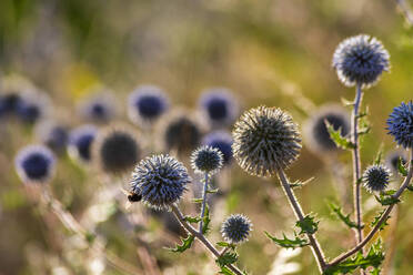Thistle growing outdoors - NDF01117