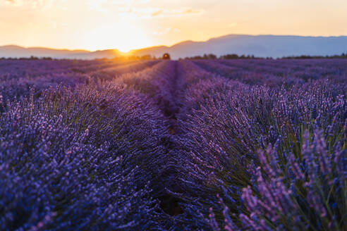 Weites Lavendelfeld bei Sonnenaufgang im Frühling - GEMF03967