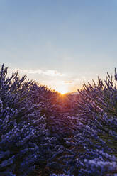 Sun rising over lavender blooming in field - GEMF03968