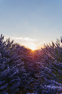 Sonnenaufgang über blühendem Lavendel im Feld - GEMF03968