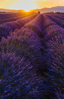 Weites Lavendelfeld bei Sonnenaufgang im Frühling - GEMF03969