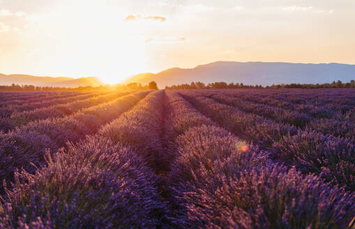 Weites Lavendelfeld bei Sonnenaufgang im Frühling - GEMF03970
