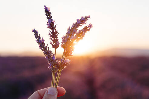 Hand einer erwachsenen Frau, die Lavendel gegen die aufgehende Sonne hält - GEMF03971