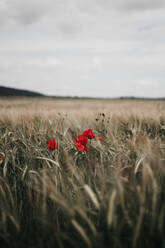 Bright poppy flowers growing in middle of meadow with dry grass on cloudy day in countryside - ADSF09508