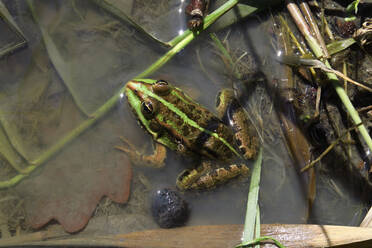 Green frog sitting in shallow water - JTF01611