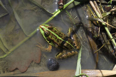 Grüner Frosch im flachen Wasser sitzend - JTF01611