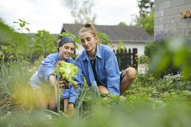 Junge Frau zeigt einem Freund Salat bei der Arbeit im Gemeinschaftsgarten - UKOF00041