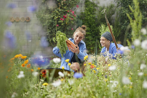 Young woman picking carrots while working with friend in vegetable garden - UKOF00042