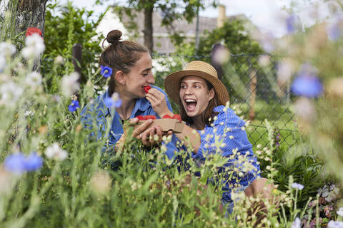 Cheerful woman feeding strawberry to female friend in garden stock photo