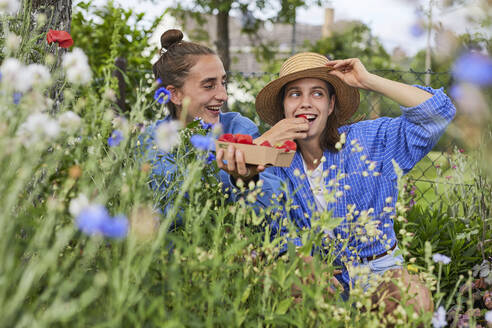 Glückliche junge Frau, die einer Freundin im Gemeinschaftsgarten Erdbeeren gibt - UKOF00045