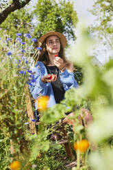 Nachdenkliche junge Frau mit Erdbeeren in der Hand im Garten sitzend - UKOF00047