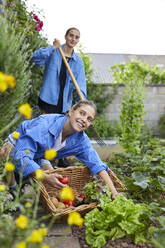 Junge Frau pflückt Tomaten bei der Arbeit mit einem Freund im Garten - UKOF00054