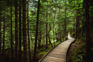 Narrow lumber path going through tranquil green forest on sunny day in countryside - ADSF09563