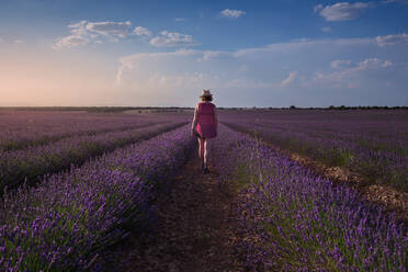 Bäuerin geht zwischen Reihen von Lavendelblüten auf einem Feld in der Sonne entlang - ADSF09576