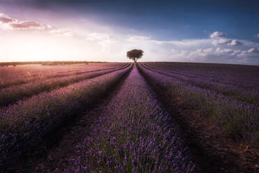 Erstaunliche Kulisse von Lavendelfeld und einsamen großen Baum am Horizont bei Sonnenuntergang - ADSF09577