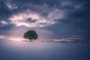 Majestätische schneebedeckten Feld auf dem Hintergrund der hellen Sonnenuntergang Himmel und einsamen Baum - ADSF09587