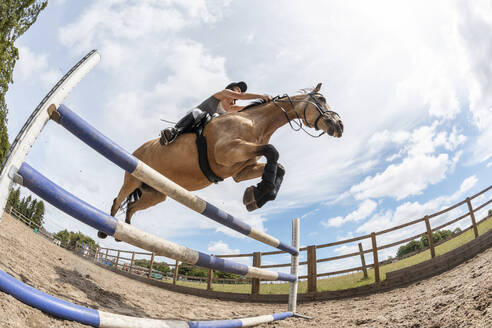 Junge Frau reitet auf einem Pferd und springt über eine Hürde - WPEF03253