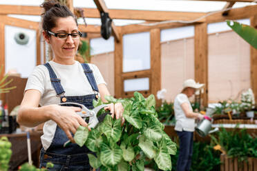 Erwachsene Frau mit Brille lächelt und schneidet Blätter einer grünen Pflanze bei der Arbeit in einer Orangerie - ADSF09672