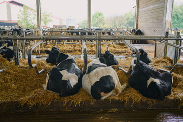 Herd of domestic cows standing in stall - ADSF09807